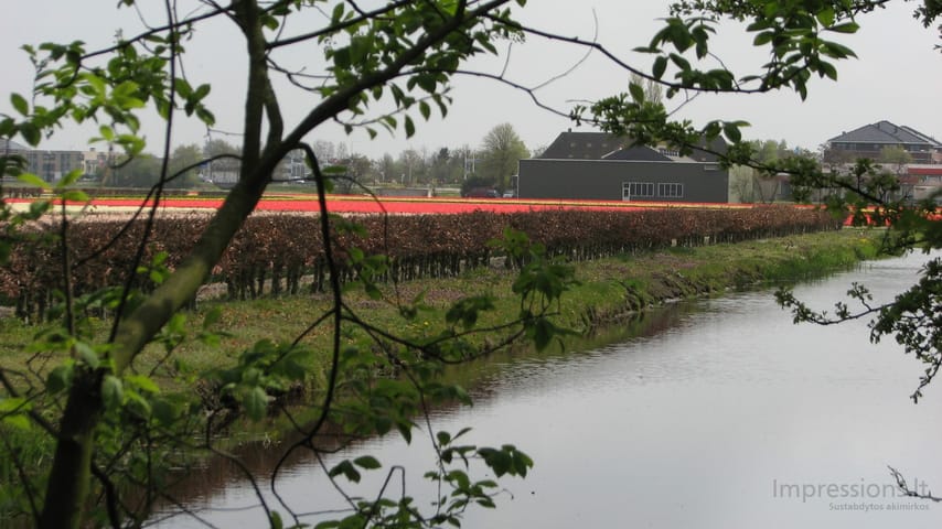 Keukenhof gėlynai