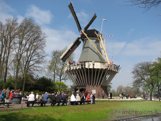 Keukenhof gėlynai