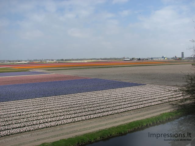 Keukenhof gėlynai