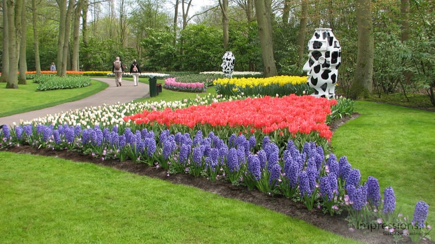 Keukenhof gėlynai