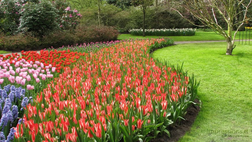 Keukenhof gėlynai