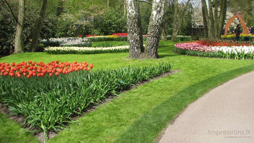 Keukenhof gėlynai