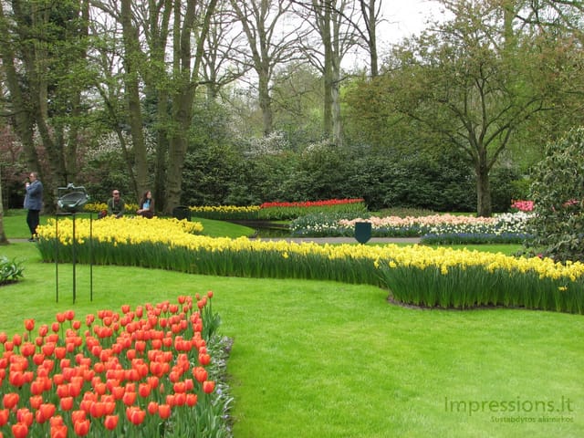 Keukenhof gėlynai