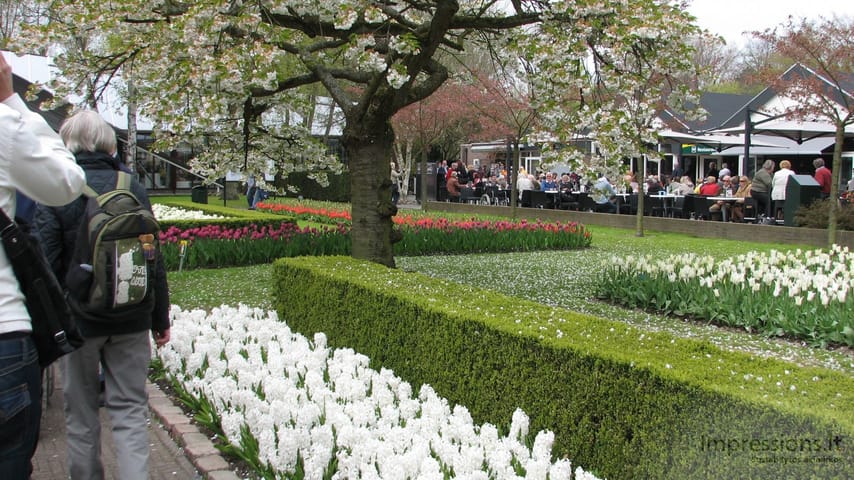 Keukenhof gėlynai