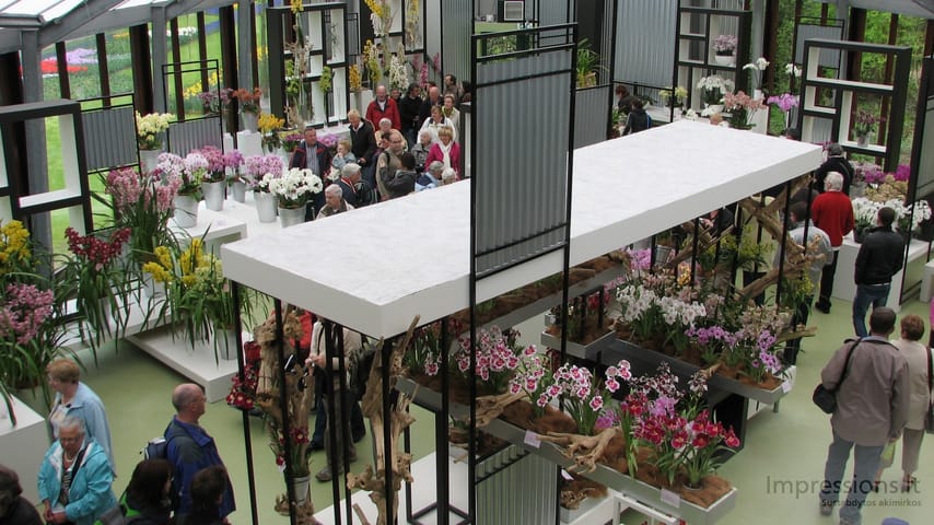 Keukenhof gėlynai