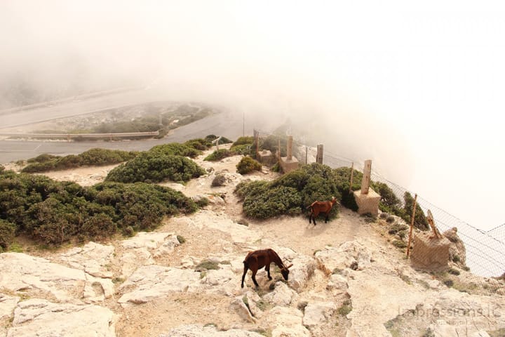 Cap de Formentor, ožiai ant uolų