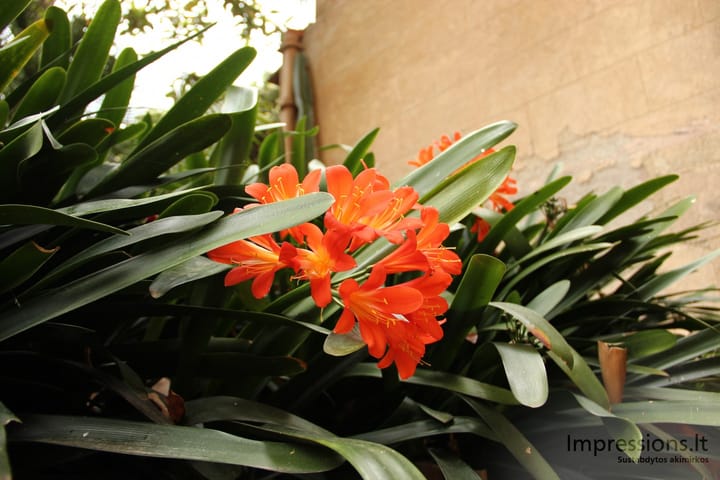 Maljorka: sostinė Palma de Mallorca