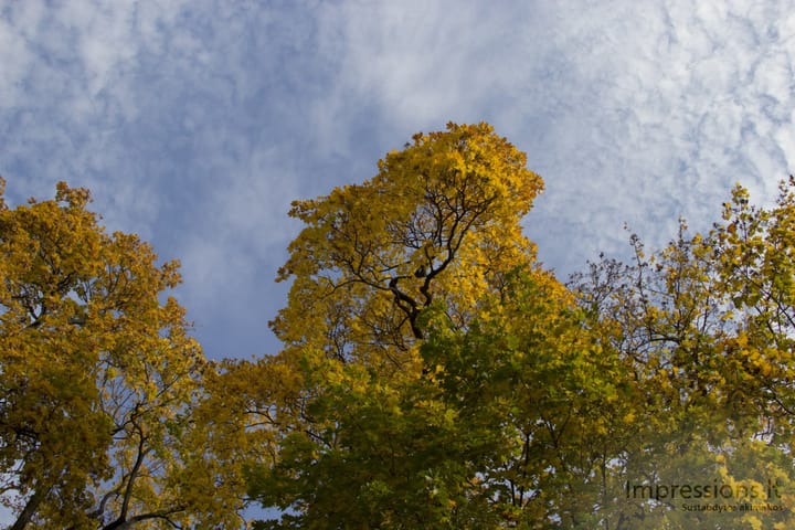 Rudeninės medžių spalvos