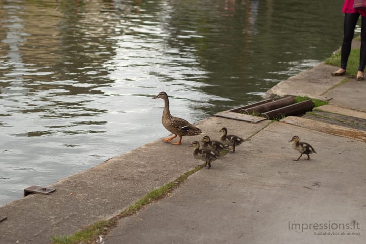 Cambridge
