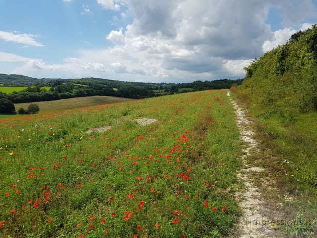 Takeliu palei aguonų lauką