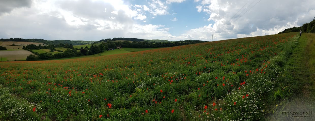 Aguonų lauko platybė
